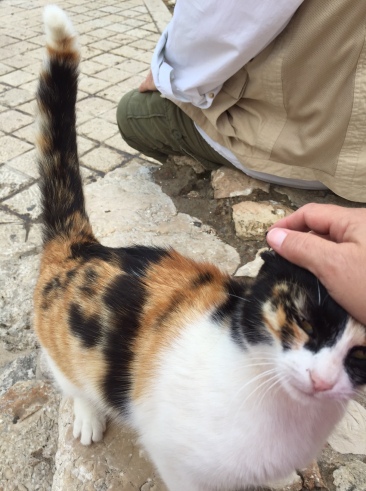 Lots of kitties running around Jerusalem